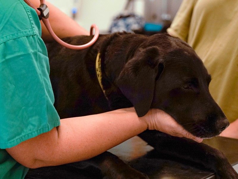 When to take your dog to the vet Dogs Trust